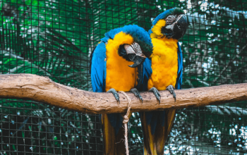 Macaw female with DNA