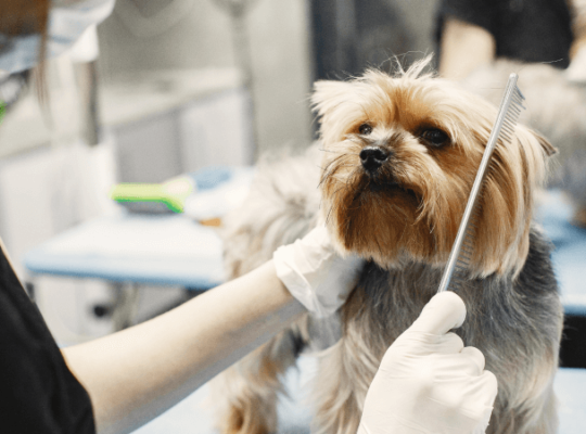 Garden Grove Dog and Cat Hospital